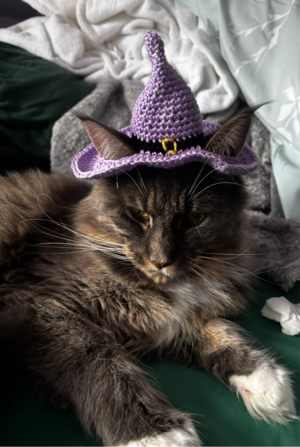 Witches cat hat